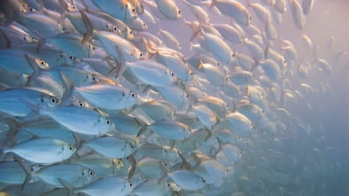 Large school of silver fish