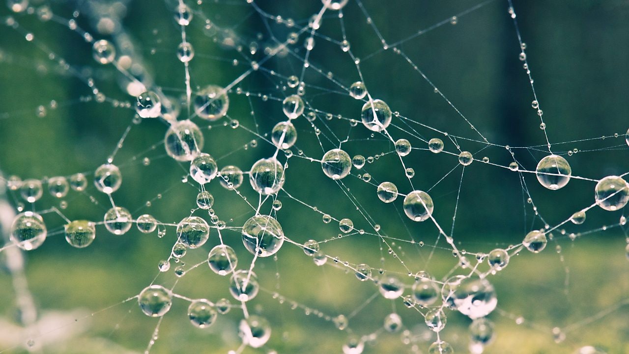 Spider Web