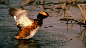 Duck in a lake just getting ready to fly
