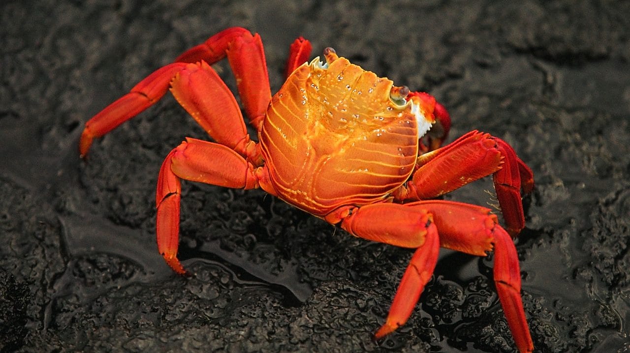 Close-up of brightly colored crab on rocky beach