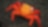Close-up of brightly colored crab on rocky beach