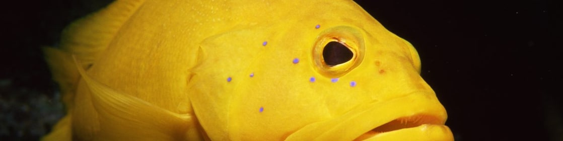Yellow coney fish