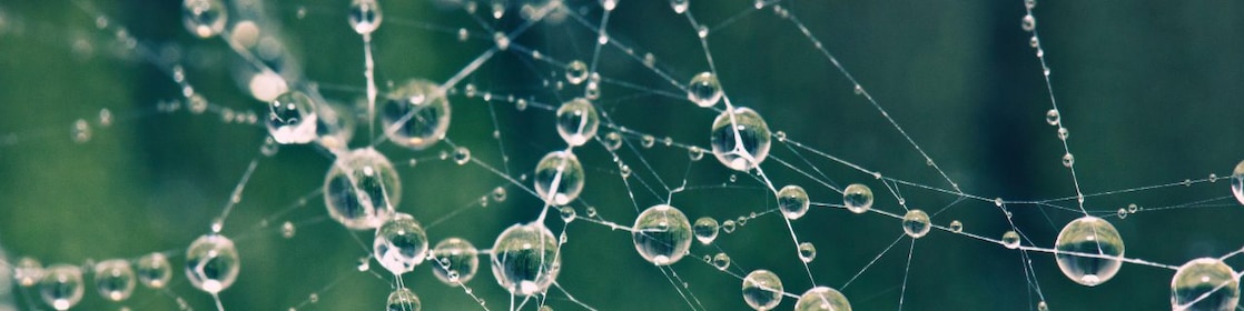 Spider Web