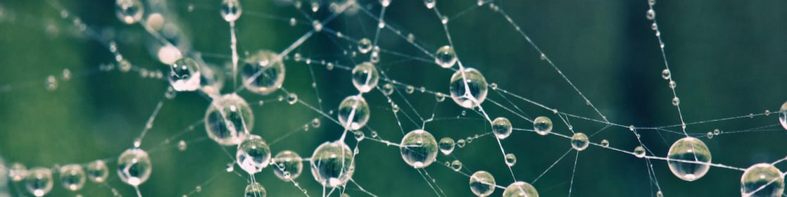 Spider Web