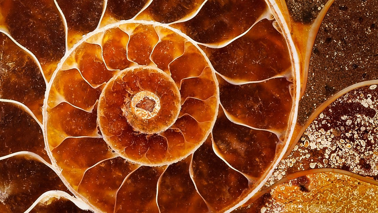 Cut of fossil Nautilus shell