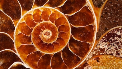 Cut of fossil Nautilus shell