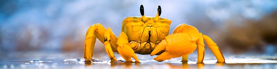 Yellow crab moving on sand