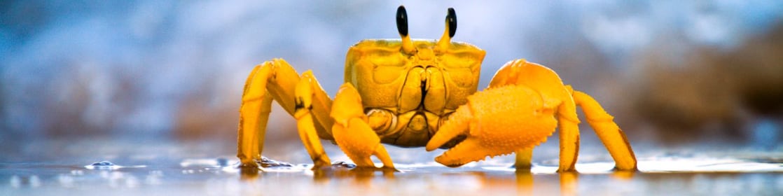 Yellow crab moving on sand