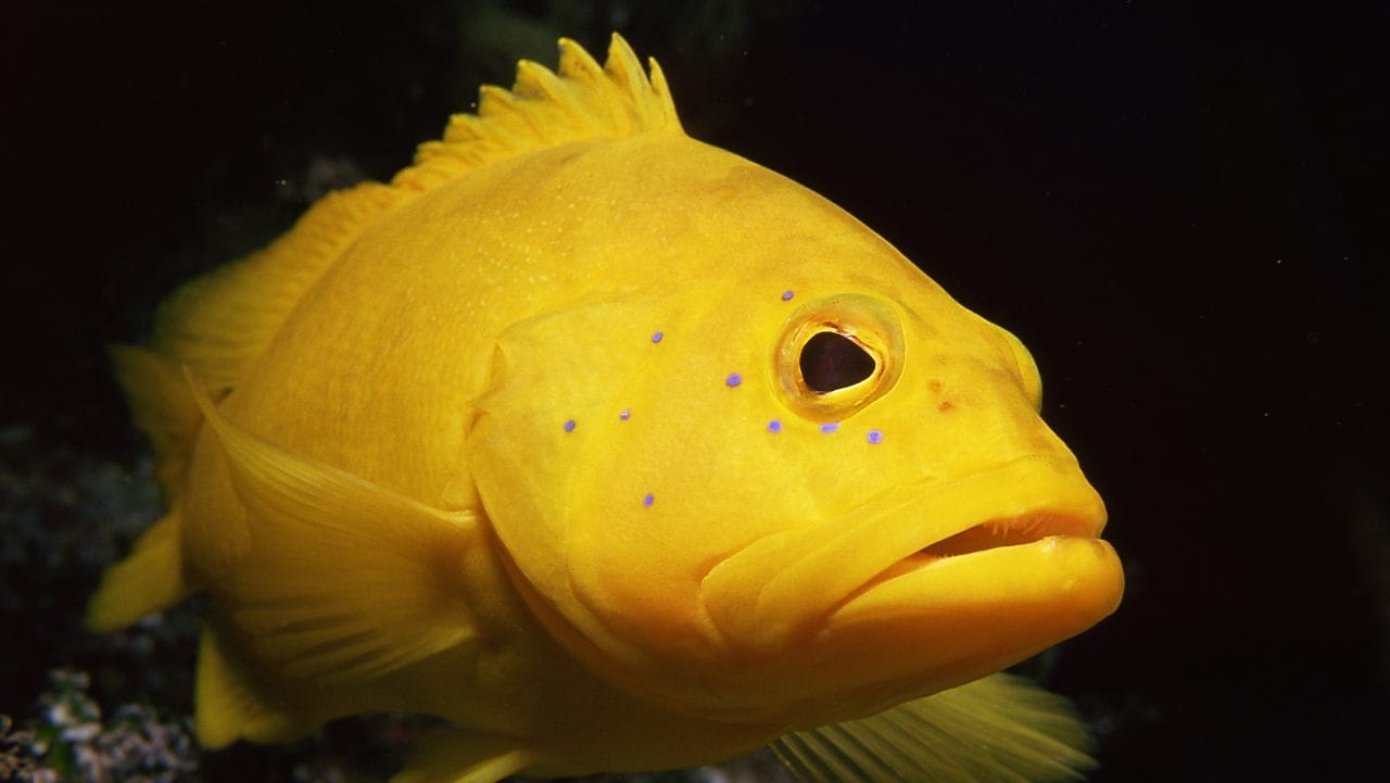 Yellow coney fish