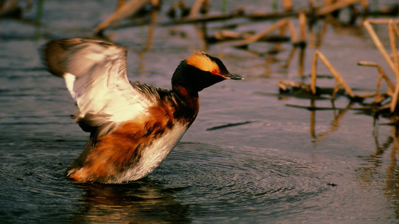 Duck in a lake just getting ready to fly