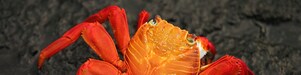 Close-up of brightly colored crab on rocky beach