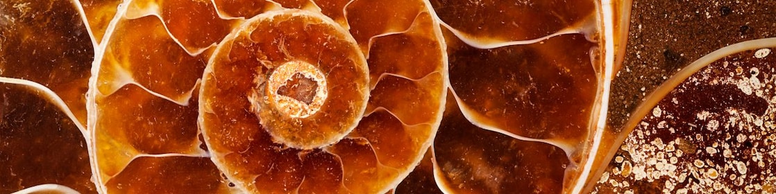 Cut of fossil Nautilus shell