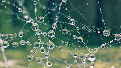 Spider Web