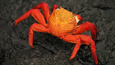 Close-up of brightly colored crab on rocky beach
