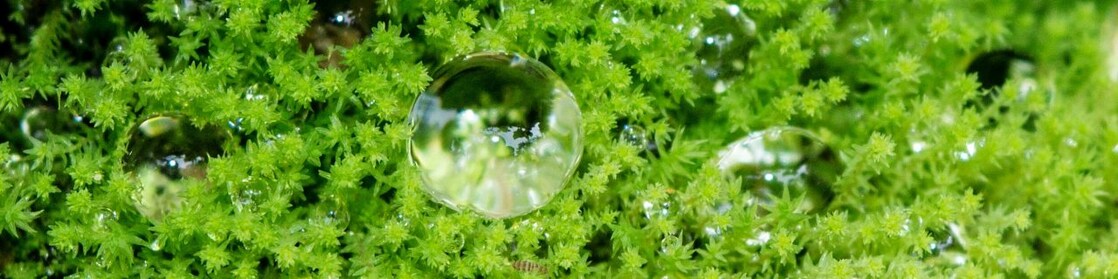 Dew drops on grass