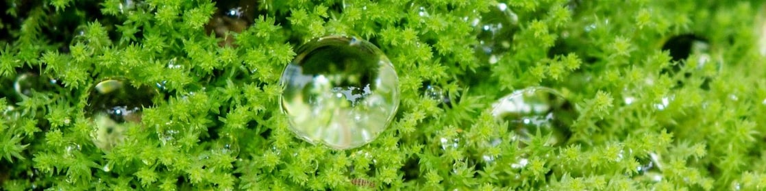 Dew drops on grass