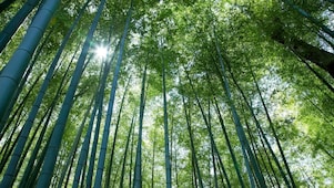 Looking up at tall tree canope with the sun peering through