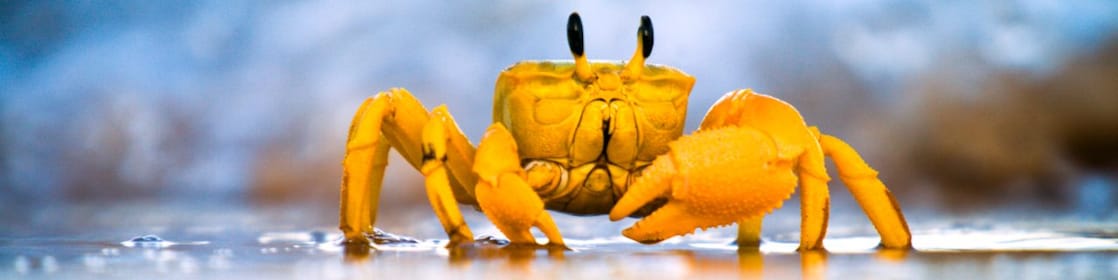 Yellow crab moving on sand