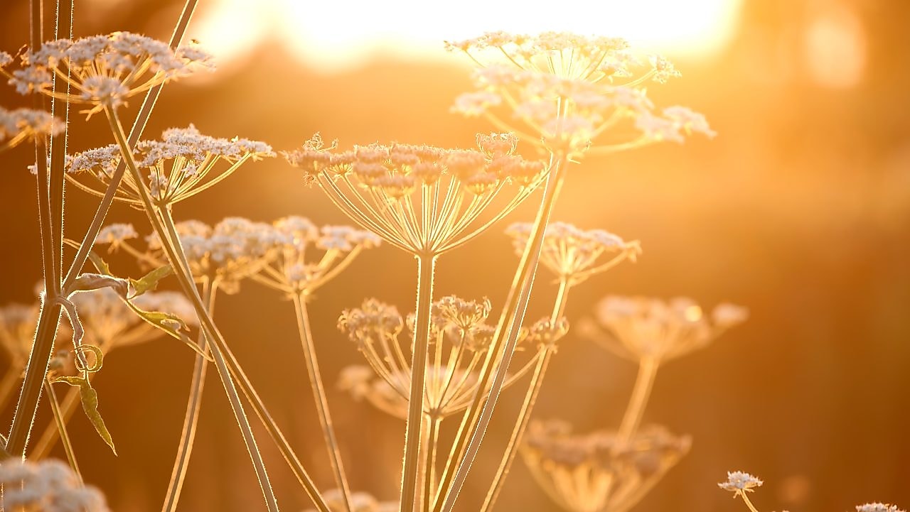 Flowers in a field with sun shining