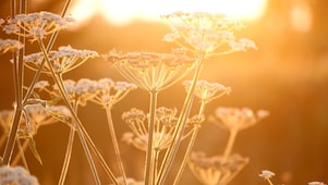 Flowers in a field with sun shining