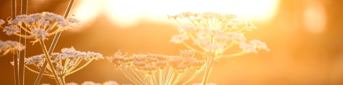Flowers in a field with sun shining