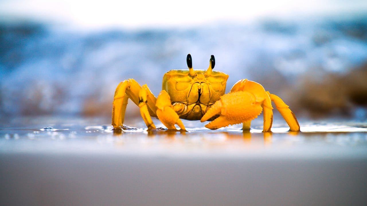 Yellow crab moving on sand