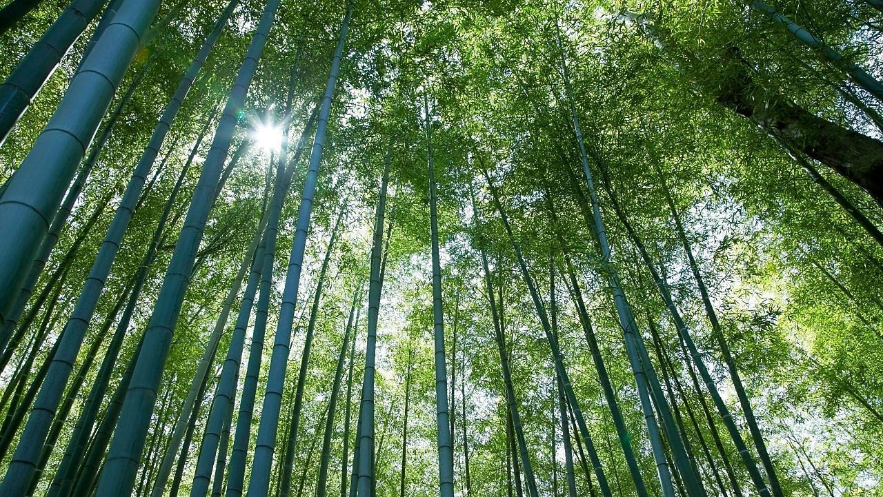 Looking up at tall tree canope with the sun peering through