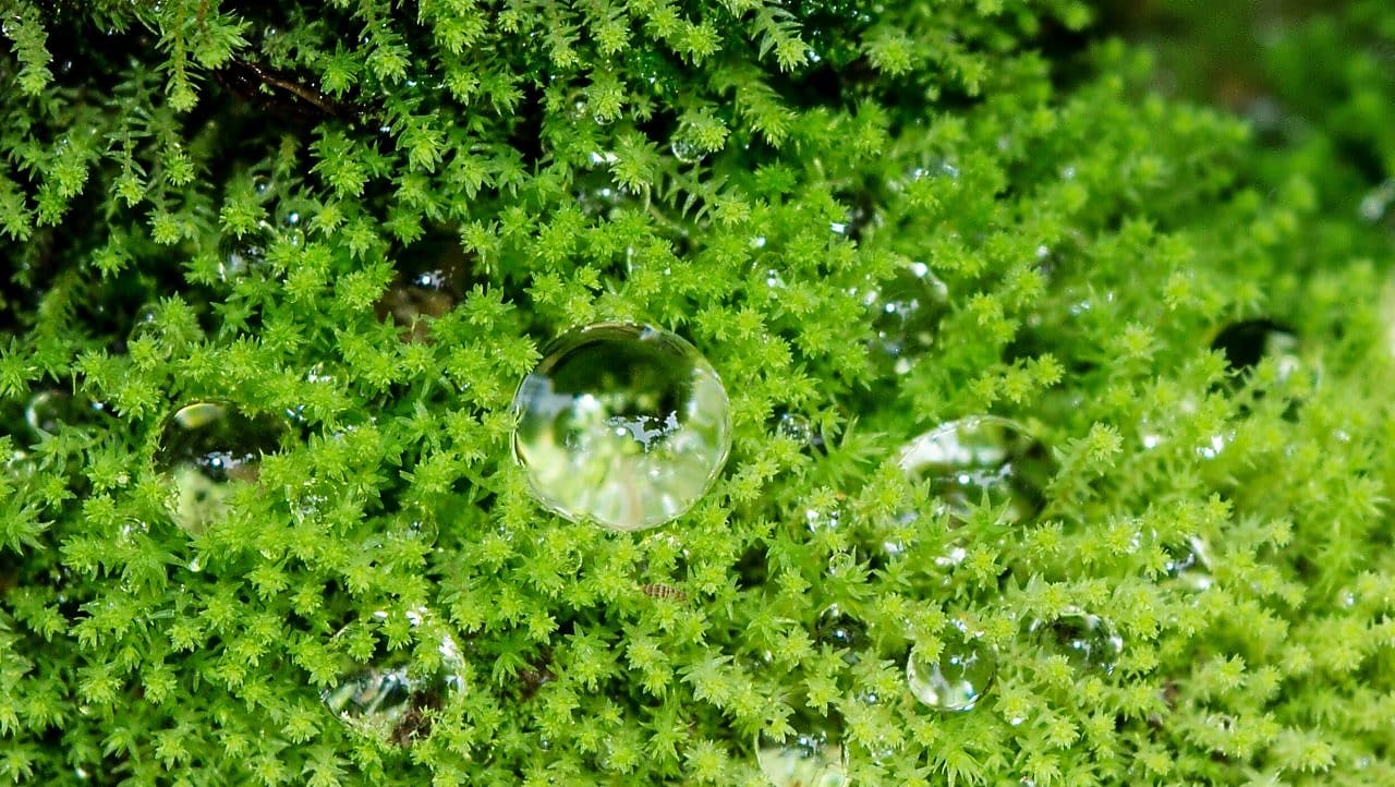 Dew drops on grass