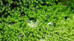 Dew drops on grass