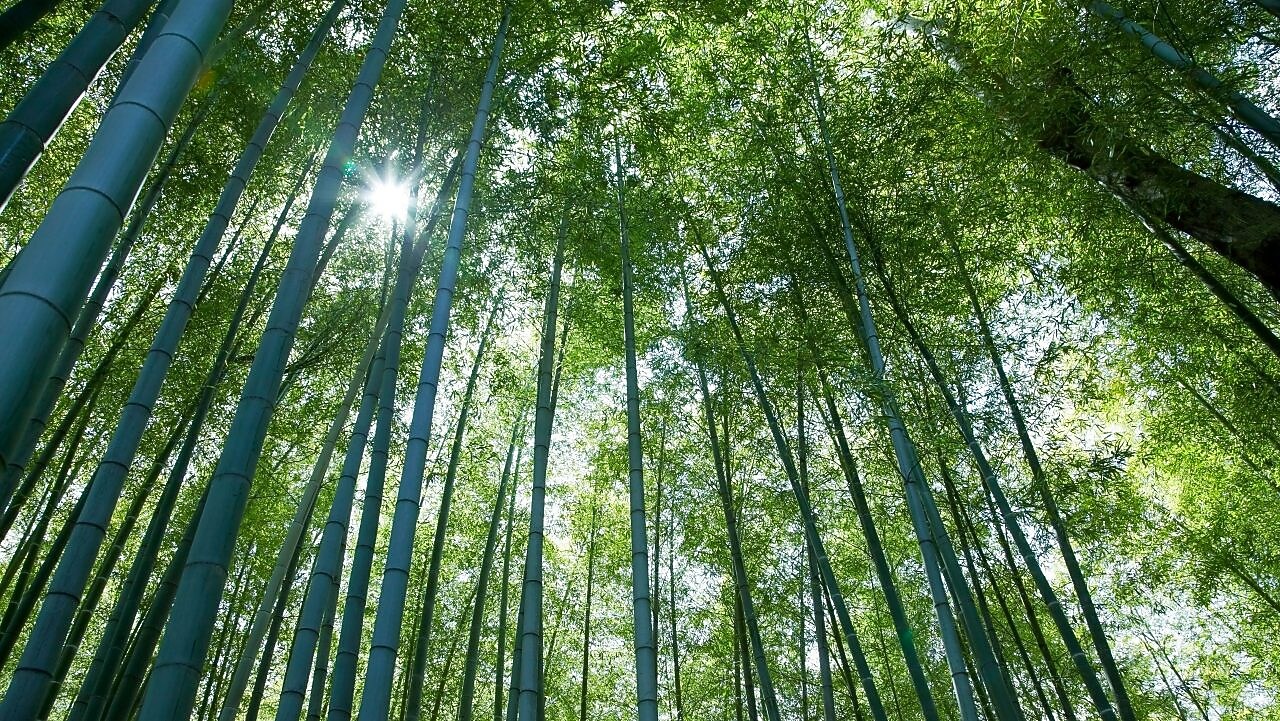 Looking up at tall tree canope with the sun peering through