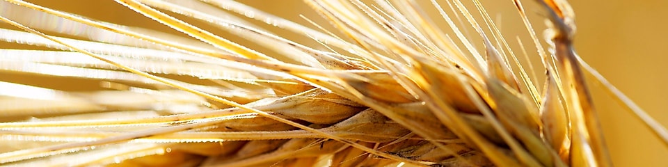 close-up-yellow-saxony-summer-wheat-field.jpg