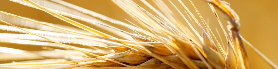 close up yellow saxony summer wheat field