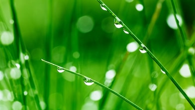 Close up of grass blades dripping with dew