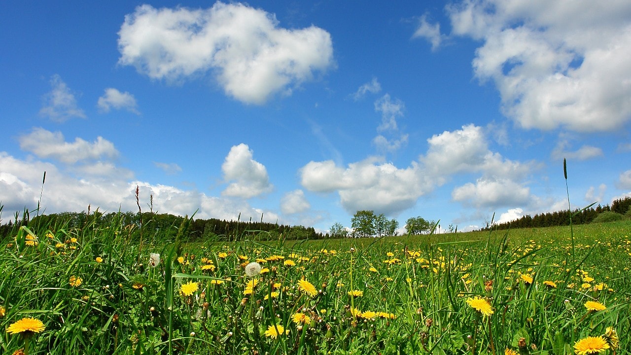 Meadow with wild flowers