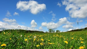 Meadow with wild flowers