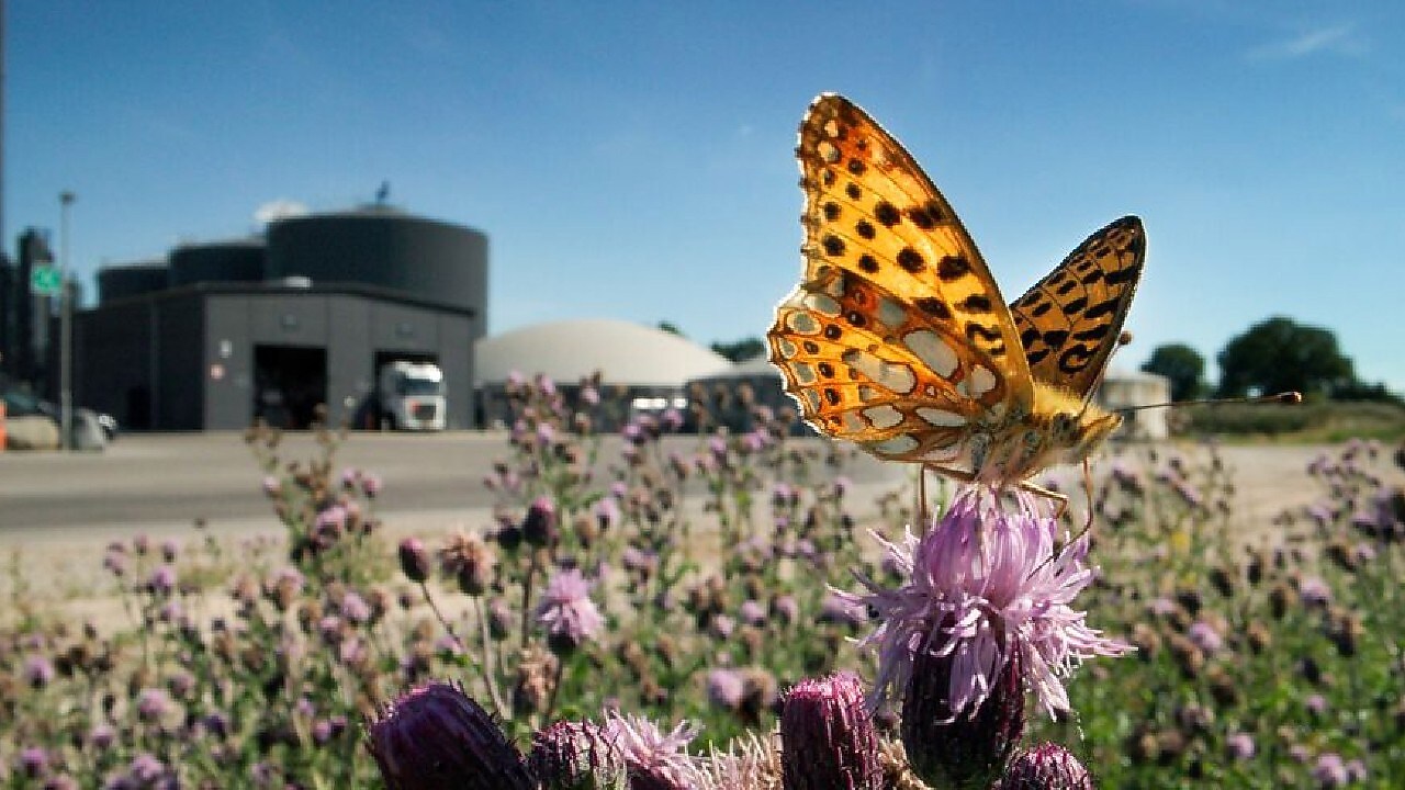 Shell Biogas butterfly