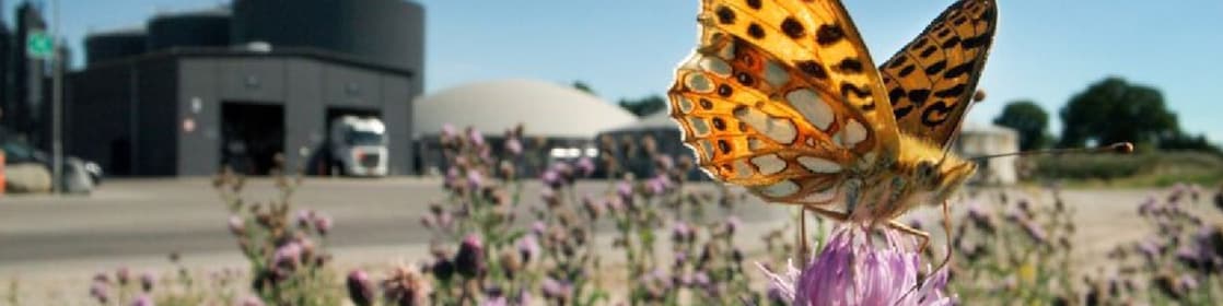 Shell Biogas butterfly