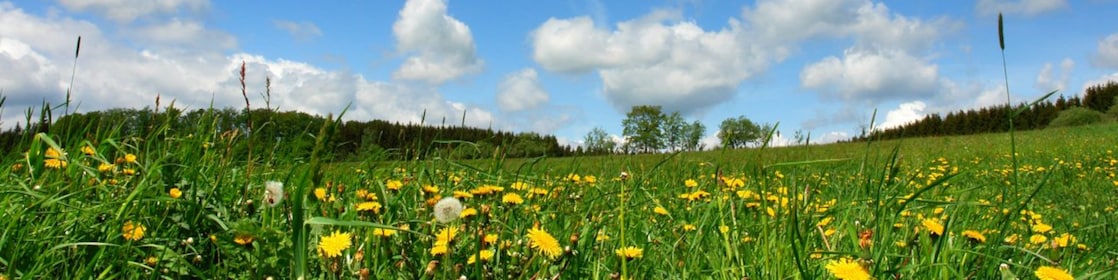 Meadow with wild flowers