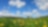 Meadow with wild flowers