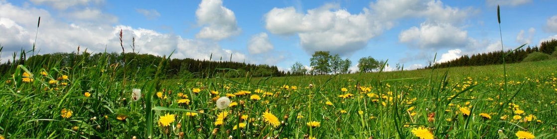 Meadow with wild flowers